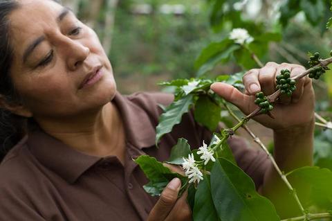 femme examinant plant de café